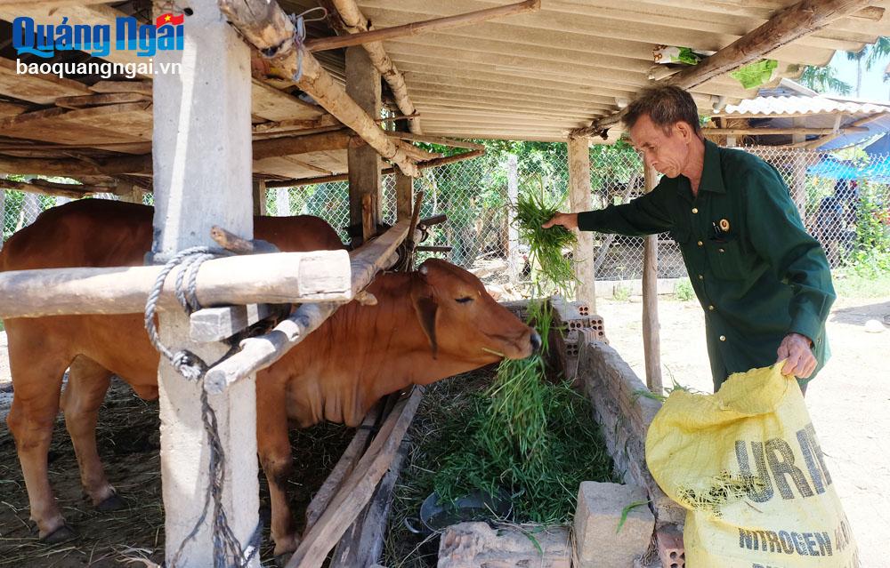 Ông Phạm Đồng, ở thôn 2, xã Nghĩa Thắng (Tư Nghĩa) luôn nỗ lực phát triển kinh tế gia đình.                                                 ẢNH: BẢO HÒA