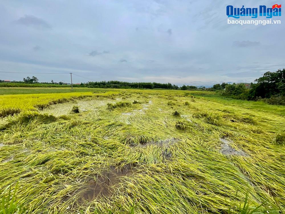 Vụ hè thu này, toàn tỉnh gieo sạ khoảng 35 nghìn héc ta lúa. Hiện diện tích lúa chưa thu hoạch còn rất lớn. 