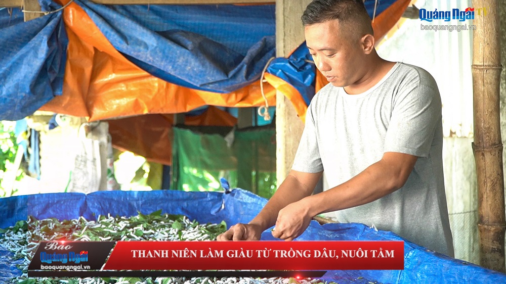 [Video]. Thanh niên làm giàu từ trồng dâu, nuôi tằm