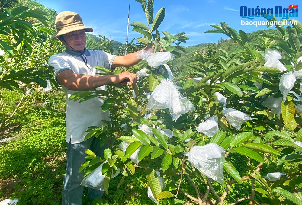 Có quỹ đất sẽ giúp các hợp tác xã nông nghiệp phát triển các mô hình sản xuất, kinh doanh, mang lại hiệu quả kinh tế cao.
Trong ảnh: Mô hình trồng ổi của Hợp tác xã Nông nghiệp và Dịch vụ Ngọc Giàu, xã Sơn Dung (Sơn Tây).