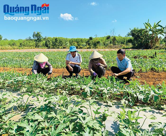 Nông dân xã Bình Trị (Bình Sơn) thực hiện mô hình trồng dưa sạch.