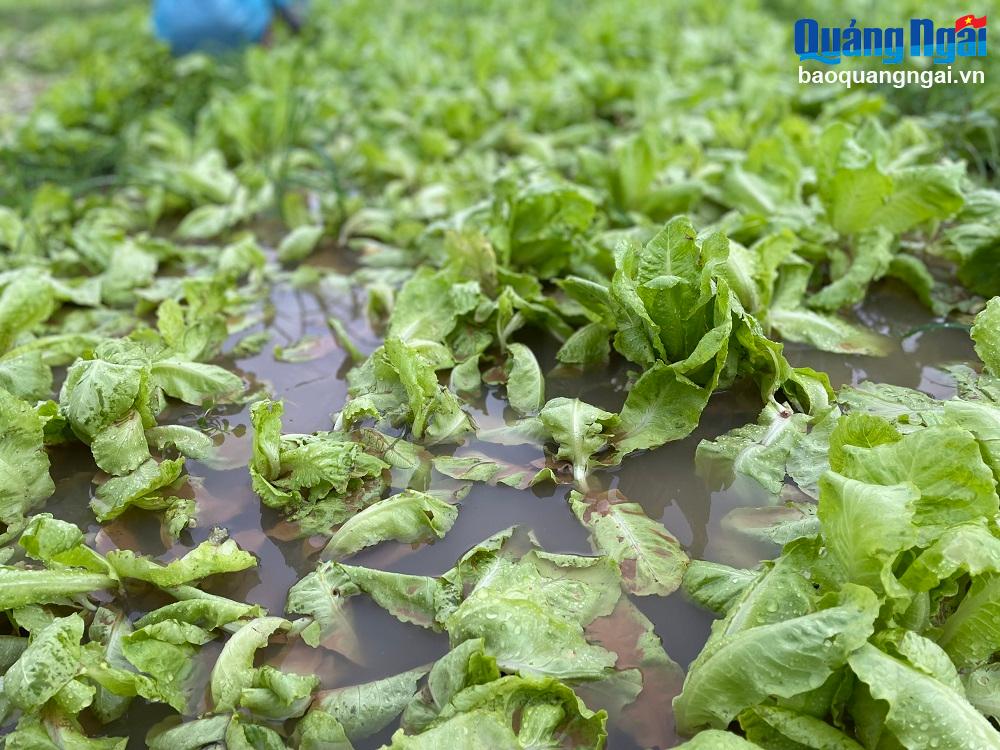 Do mưa lớn kéo dài trong 2 ngày qua, trên các cánh đồng rau ở xã Nghĩa Dũng (TP.Quảng Ngãi), các loại rau cải, xà lách... nằm bẹp lẫn với bùn đất.