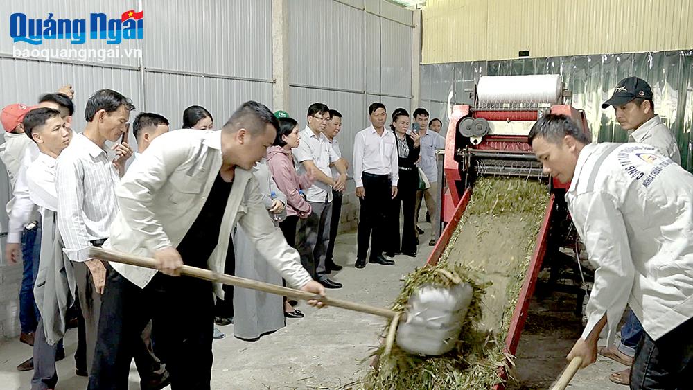 Chế biến thức ăn cho bò lai chuyên thịt tại Công ty TNHH Trường Anh Thư, xã Nghĩa Thắng (Tư Nghĩa). Ảnh: PHƯƠNG DUNG