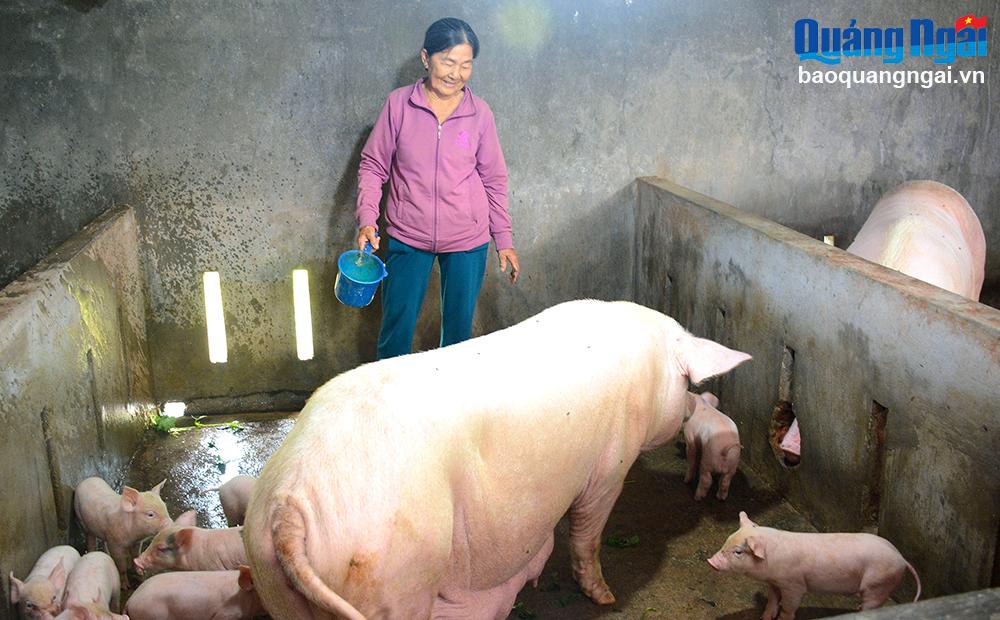 Bà Lâm Thị Hải thoát nghèo nhờ vào nguồn hỗ trợ heo giống của Hội LHPN xã Nghĩa Kỳ. 