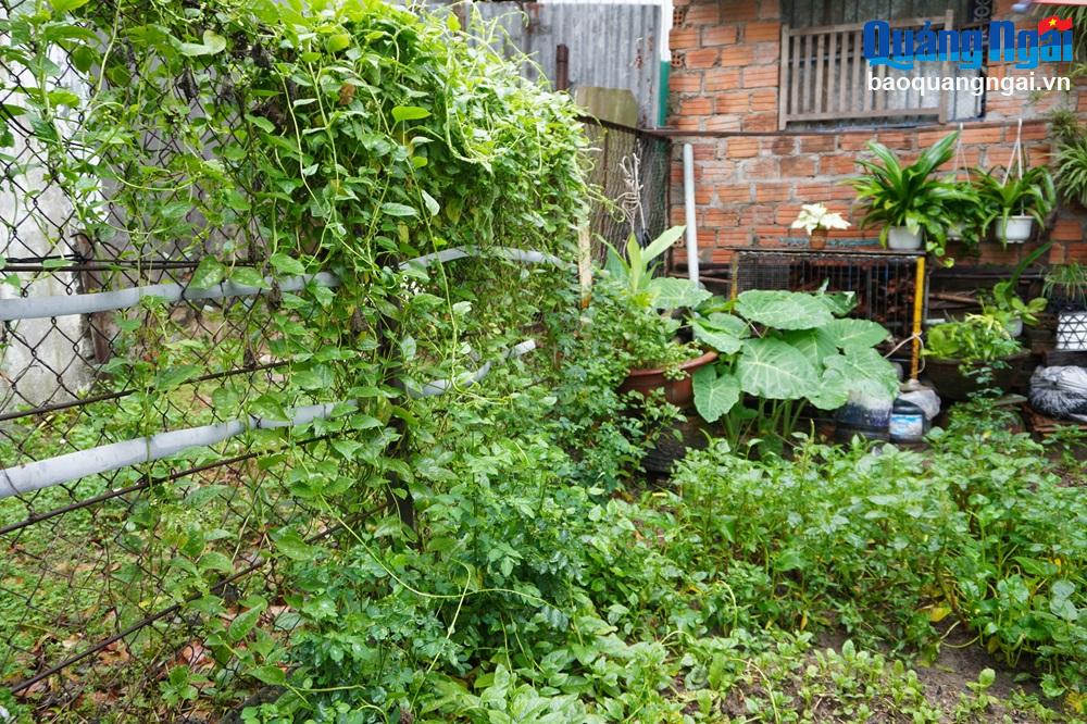 Vườn rau của hộ gia đình cô Huỳnh Thị Thơ được trồng từ phân bón hữu cơ sau khi xử lý rác bằng IMO gốc.

