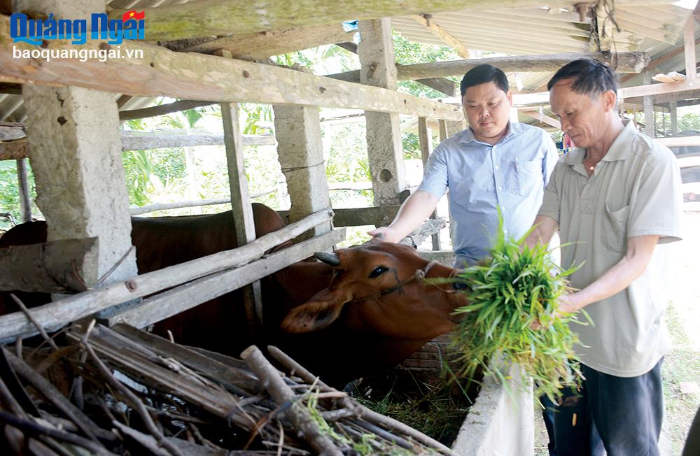 Ông Nguyễn Vinh (bên phải), ở thôn Phú Sơn, xã Nghĩa Kỳ (Tư Nghĩa) chăm sóc bò cái Zebu được cấp để phát triển kinh tế gia đình.