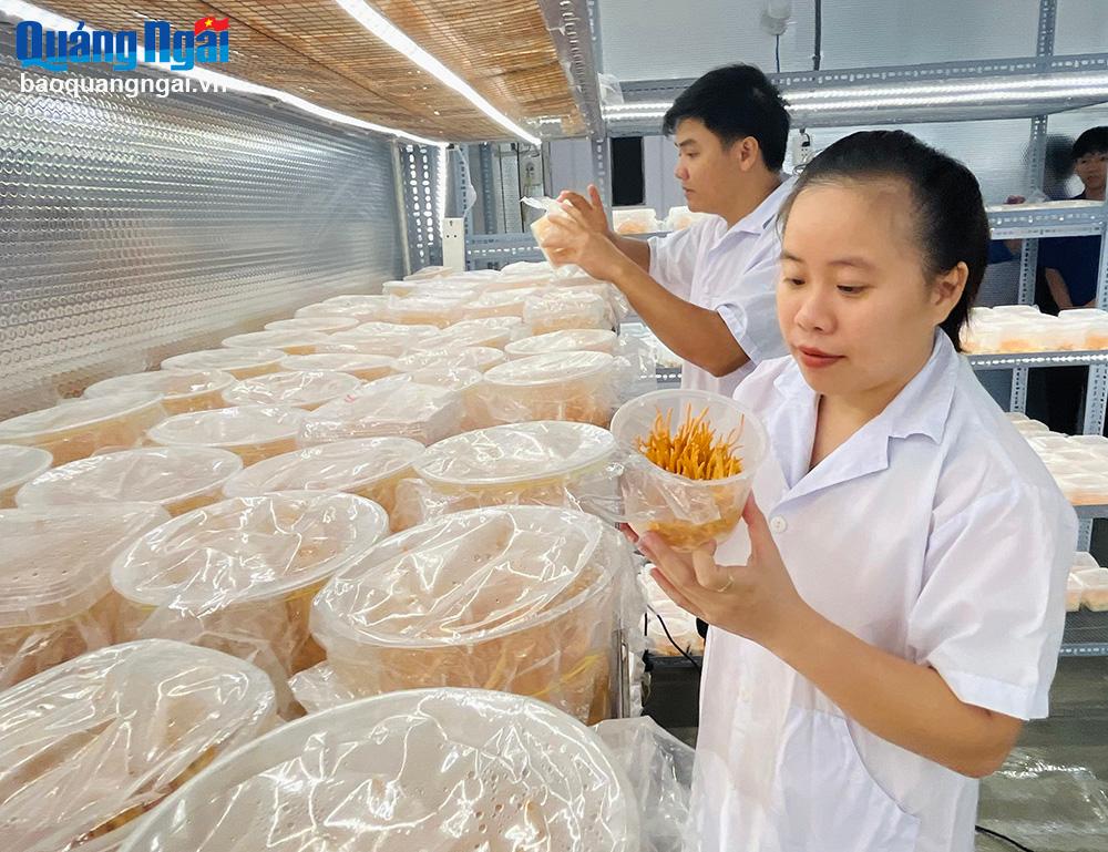  Nhờ đa dạng các dòng sản phẩm từ nấm đông trùng hạ thảo, chị Ao Thị Như Ý, ở thị trấn Trà Xuân (Trà Bồng), tiếp cận được với nhiều khách hàng trong và ngoài tỉnh.			                                       ẢNH: M.DUYÊN