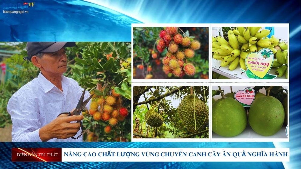 Video: Nâng cao chất lượng vùng chuyên canh cây ăn quả Nghĩa Hành 