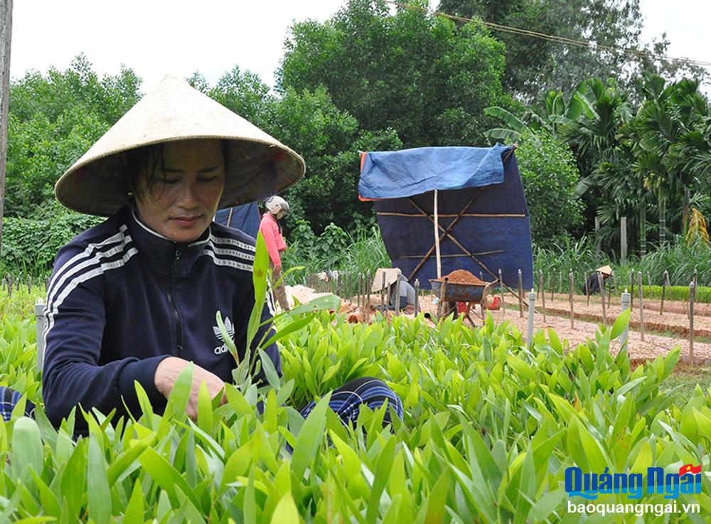 Gia đình chị Đào Thị Vân, ở thôn Hương Nhượng Nam, xã Tịnh Đông có cuộc sống ổn định nhờ đầu tư vườn ươm keo giâm hom.
