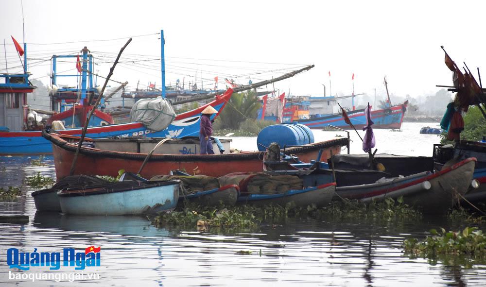 Thành phố Quảng Ngãi chưa hoàn thành việc cấp giấy xác nhận và vẽ mã số đối với tàu cá có chiều dài dưới 6 mét.