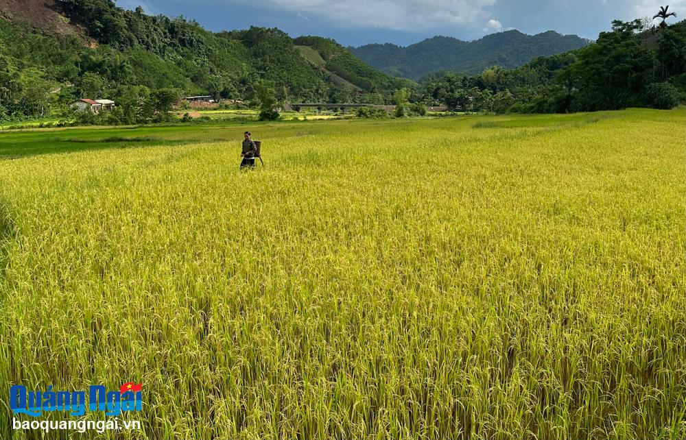 Sản xuất nông nghiệp hữu cơ yêu cầu quy trình sản xuất phải đạt chứng nhận hữu cơ, trong đó đất và nước vùng sản xuất không bị ô nhiễm. 
Trong ảnh:  Vùng lúa được canh tác thuần tự nhiên ở thôn Làng Ren, xã Long Môn (Minh Long). 