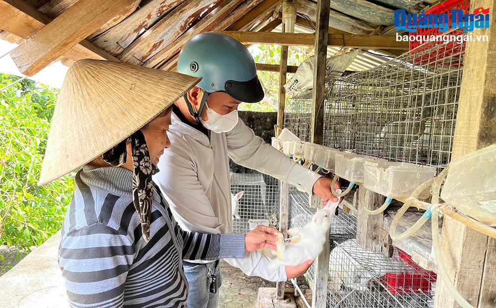 Mô hình nuôi thỏ sinh sản của người dân xã Nghĩa Hòa (Tư Nghĩa) mang lại hiệu quả kinh tế cao.