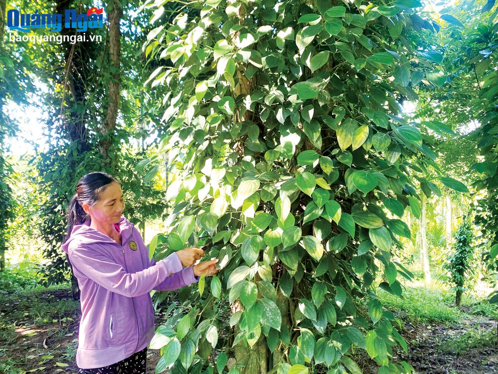 Nhờ cần cù lao động, vùng đất đồi khô cằn của gia đình chị Nguyễn Thị Nguyên, ở thôn Tân Phú, xã Hành Tín Tây (Nghĩa Hành) nay thành vườn tiêu, cau, cây ăn quả xanh mướt.