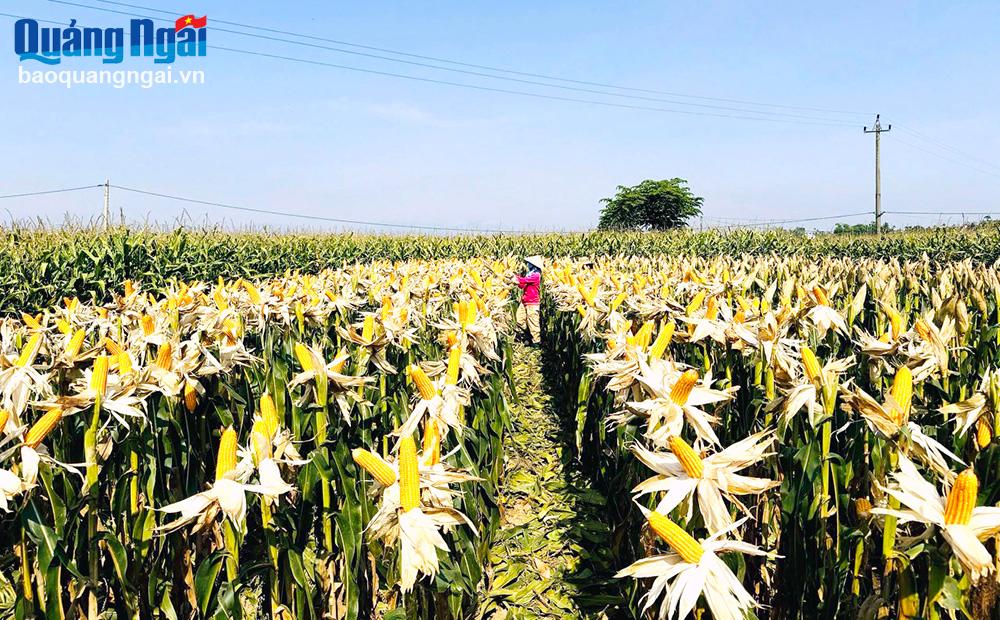 Dân vận khéo trong nông nghiệp