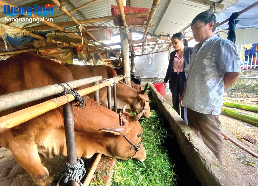 Nhiều hộ dân ở xã Sơn Hải đã thoát nghèo, có cuộc sống khấm khá nhờ chăn nuôi bò.