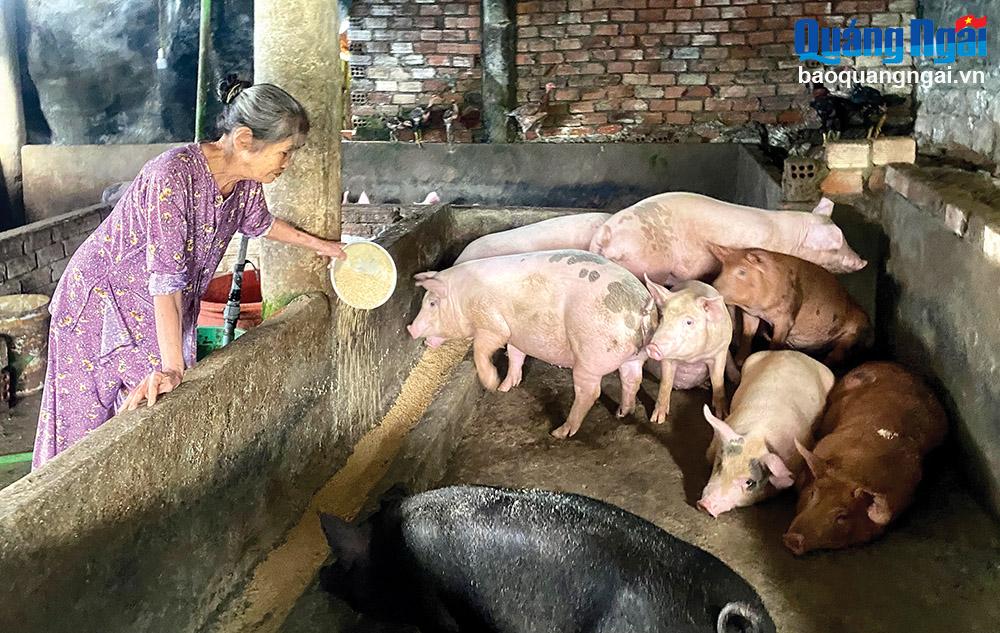 Nhờ phát triển chăn nuôi gia súc, gia đình anh Nguyễn Văn Lãnh, thôn Làng Lành, xã Sơn Hải (Sơn Hà) đã vươn lên thoát nghèo.