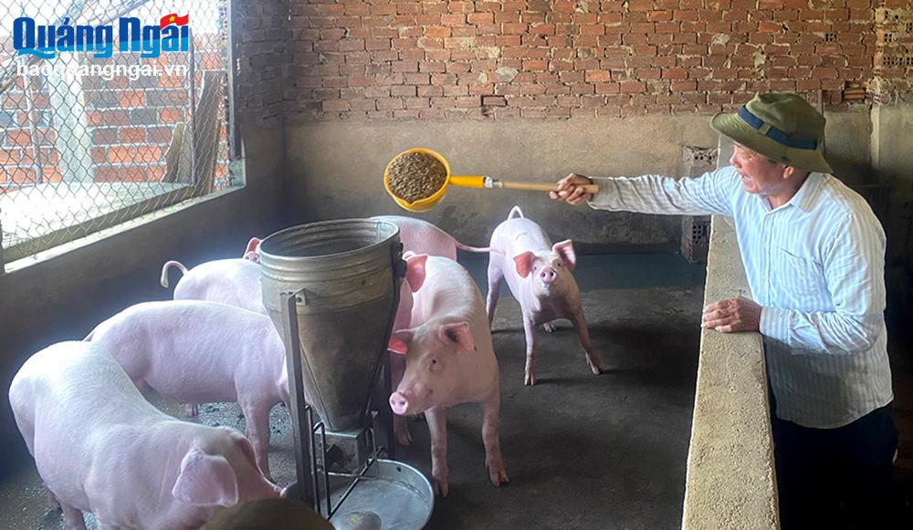 Mô hình chăn nuôi heo thịt mang lại thu nhập cao cho gia đình ông Bùi Thanh Tâm, ở thôn Vạn An 3, xã Nghĩa Thương (Tư Nghĩa). 
