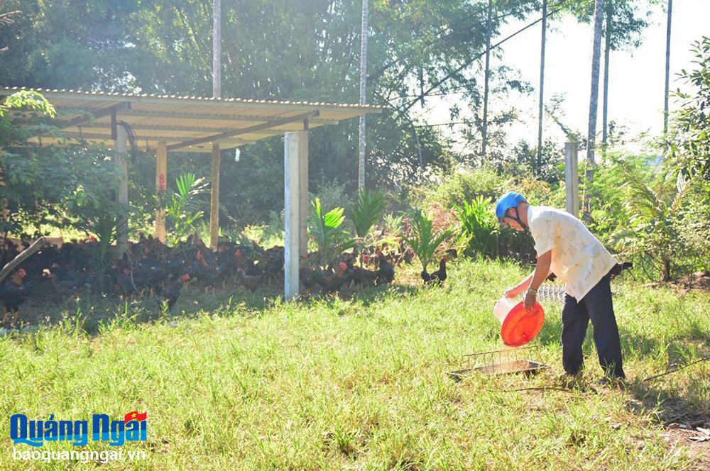 Mô hình chăn nuôi gà thả vườn theo quy trình an toàn sinh học của hộ ông Nguyễn Thái Bình, ở xóm 2, thôn Thọ Đông, xã Tịnh Thọ.