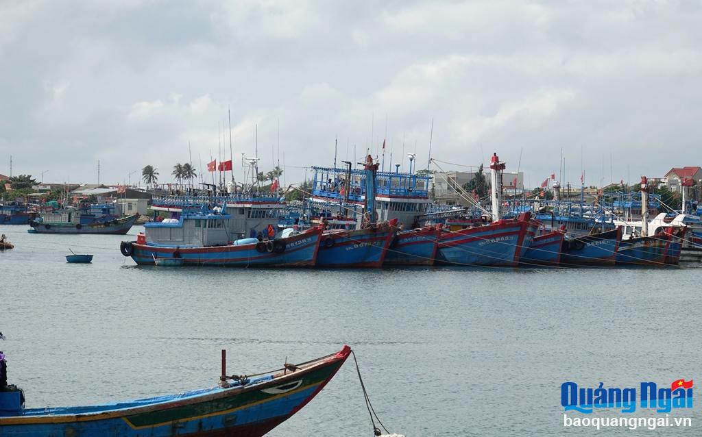 Hàng trăm tàu thuyền ở huyện đảo neo đậu an toàn tại Vũng neo đậu tàu thuyền.