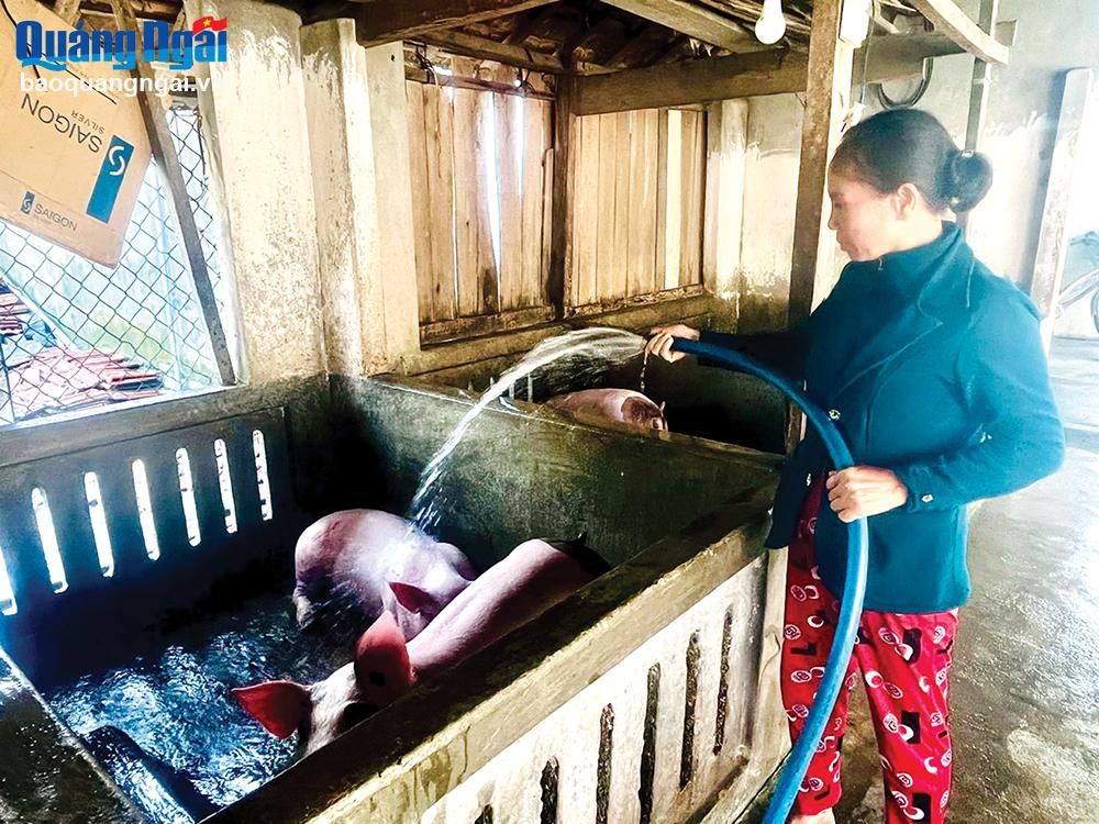 Bà Nguyễn Thị Giáng Kiều, ở xã Đức Lân (Mộ Đức) thường xuyên vệ sinh, 
khử trùng chuồng trại, để chăn nuôi an toàn.