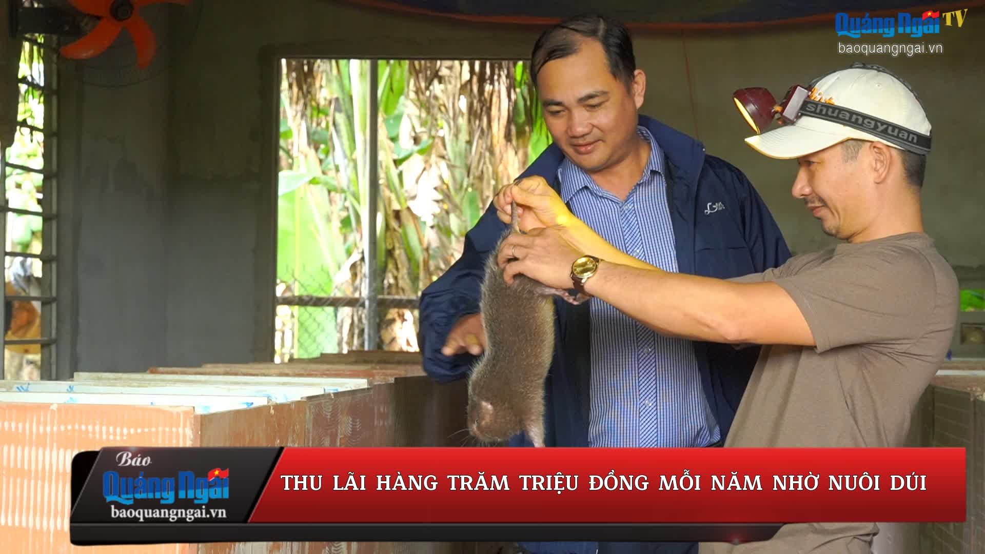 [Video].Thu lãi hàng trăm triệu đồng mỗi năm nhờ nuôi dúi