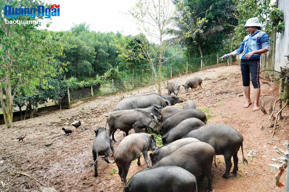 Từ nguồn vốn vay ưu đãi, chị Đinh Thị Sương, ở xã Sơn Trung (Sơn Hà), đã phát triển mô hình chăn nuôi heo ky, nâng cao thu nhập.	
