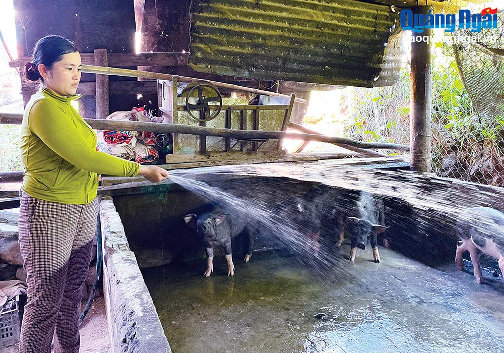 Chị Phạm Thị Hoa, ở thôn Trường An, xã Ba Thành (Ba Tơ), đầu tư chăn nuôi  phát triển kinh tế gia đình. 
