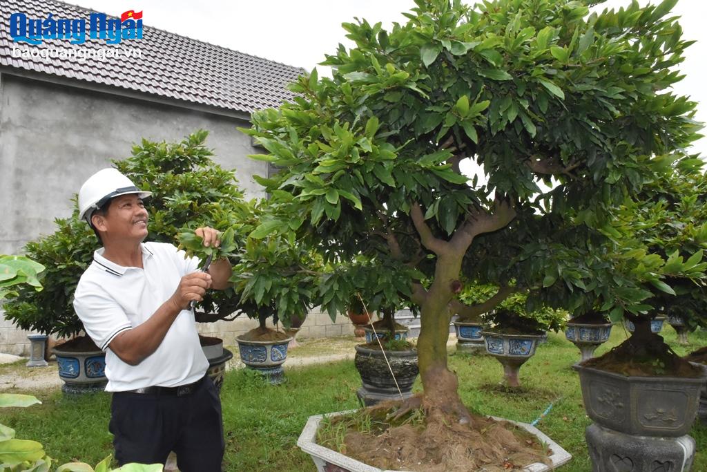 Ông Nguyễn Trí là người tiên phong trồng hoa mai với số lượng lớn để bán của thôn Độc Lập, xã Tịnh Ấn Tây (TP.Quảng Ngãi).