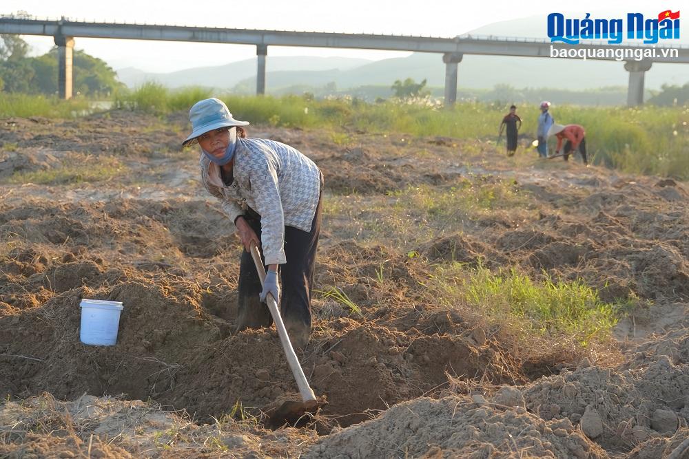 Người dân tập trung ở bãi đất ven sông Vệ dọc xã Hành Thiện để đào bắt sùng đất.