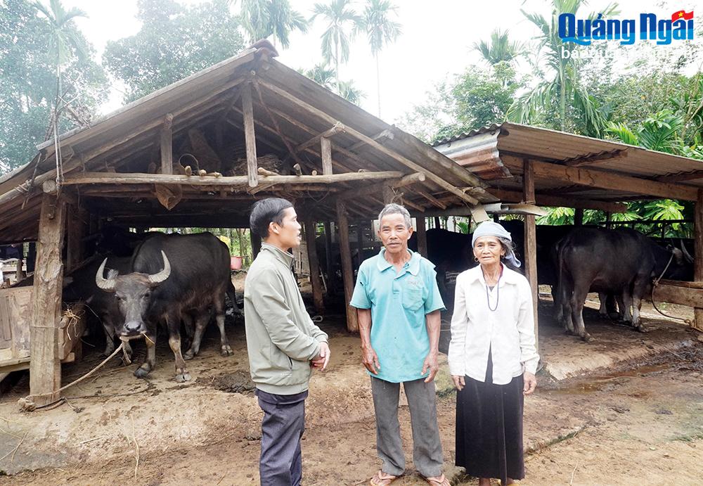 Vợ chồng ông Đinh Tin, ở tổ dân phố Làng Dầu, thị trấn Di Lăng (Sơn Hà) giới thiệu về mô hình chăn nuôi trâu của gia đình.
ẢNH: H.HOA