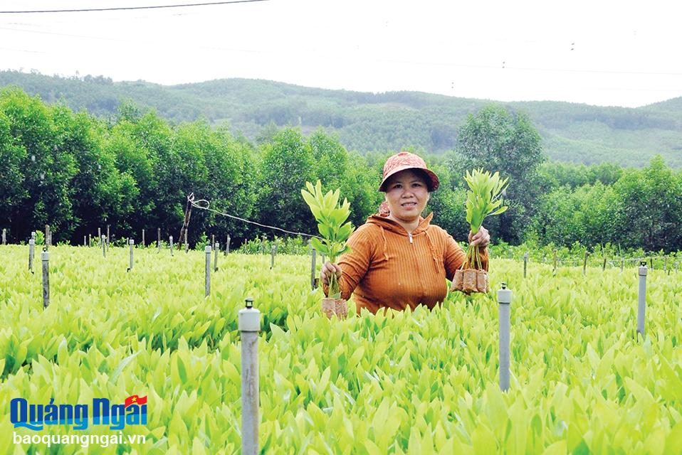 Chị Nguyễn Thị Hoa, ở thôn Vĩnh Tuy, xã Tịnh Hiệp (Sơn Tịnh) chăm sóc vườn ươm keo giâm hom của gia đình. 