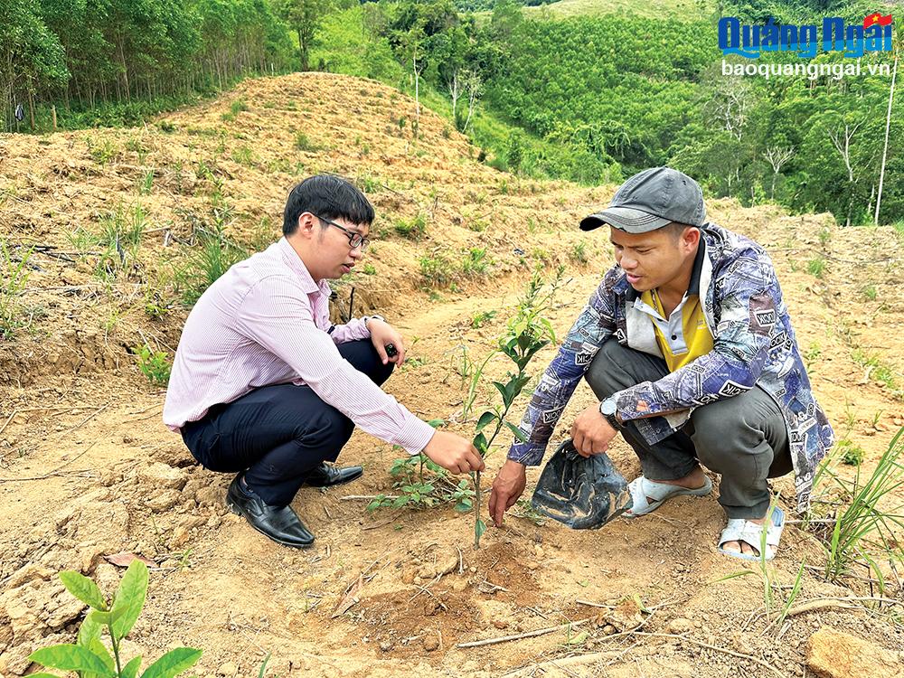 Ông Đinh Văn Rít ở xã Long Môn đầu tư mở rộng diện tích trồng cây ăn quả.