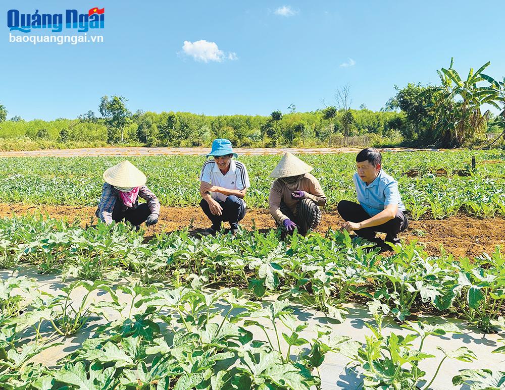 Một số cánh đồng sản xuất dưa có doanh thu từ 200 - 300 triệu đồng/ha.