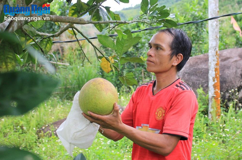 Ông Đinh Văn Nhân, xã Sơn Bua (Sơn Tây) là một trong 6 nông dân được dự án hỗ trợ thực hiện mô hình trồng bưởi da xanh theo tiêu chuẩn VietGAP.