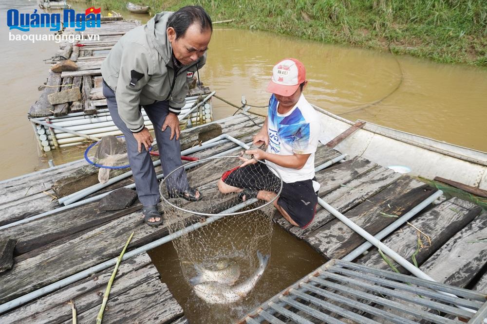 Nhiều gia đình tại xã Tịnh Sơn (Sơn Tịnh) đã có nguồn thu nhập đáng kể từ khi biết nuôi cá lồng trên sông Trà Khúc.