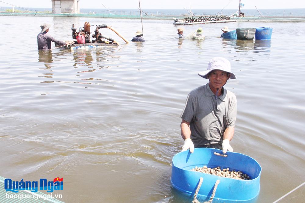 Nuôi trồng thủy sản từng bước phát triển theo chiều sâu, nâng cao sản lượng và giá trị sản phẩm. Trong ảnh: Người dân xã Phổ An (TX.Đức Phổ) thu hoạch ốc hương.