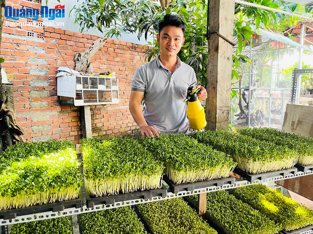 Anh Trần Đình Minh Tịnh, ở tổ dân phố 2, thị trấn La Hà (Tư Nghĩa), thành công với mô hình sản xuất rau mầm hữu cơ, mang lại nguồn thu nhập khá.