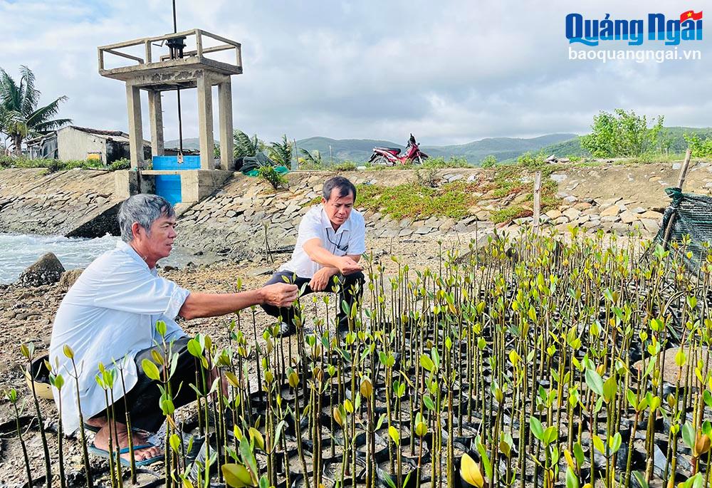 Hội Nông dân phường Phổ Thạnh (TX.Đức Phổ) triển khai vườn ươm cây ngập mặn để trồng tại đồng muối Sa Huỳnh.
