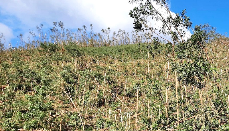 Hàng chục nghìn hecta keo ngã đổ trên địa bàn tỉnh Quảng Ngãi do bão số 9, gây thiệt hại nặng nề cho người trồng rừng