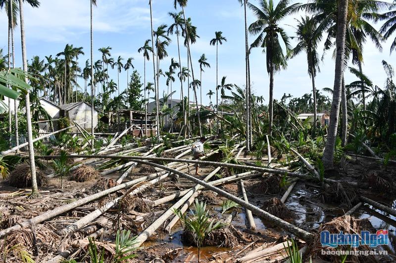 Những vuồn cau ngã la liệt sau bão số 9 gây thiệt hại nặng cho người nông dân