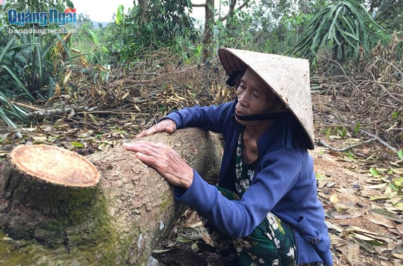 Bà Lạt xót xa chặt bỏ những cây sầu  riêng đã gắn bó với mình gần 20 năm.