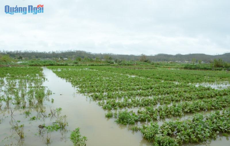 Sáng 11.11, trời hửng nắng, những những cánh đồng chuyên canh rau ven sông Trà Khúc ở xã Tịnh An, Tịnh Long (TP. Quảng Ngãi) vẫn chìm trong biển nước lũ.
