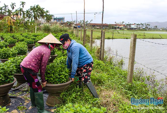 Vườn nằm sát mé sông nên Huỳnh Thị Ánh Dương (Hành Phước, Nghĩa Hành) phải khẩn trương di chuyển các chậu cây vào trong.