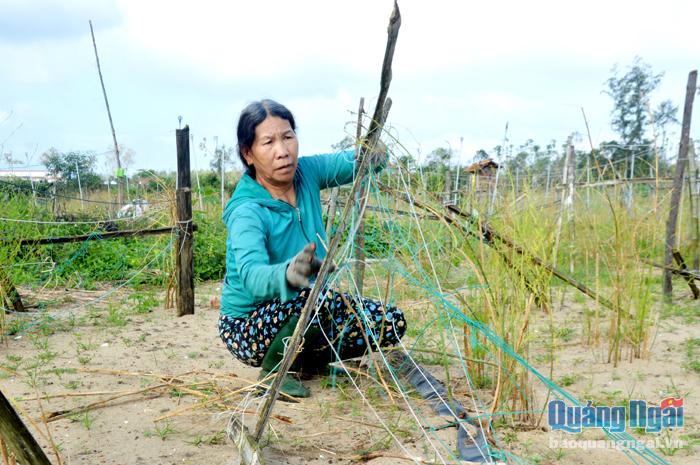 Vườn trồng măng tây của bà Nguyễn Thị Lo, ở thôn Dương Quang, xã Đức Thắng (Mộ Đức) bị thiệt hại nặng do bão số 9.