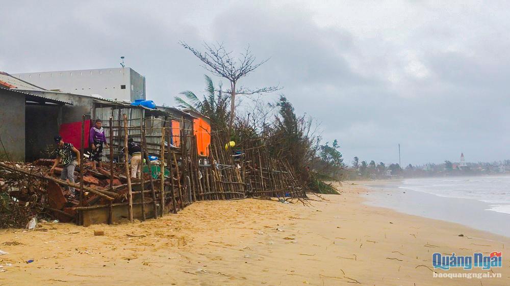 Do ảnh hưởng của các đợt mưa lũ vừa qua, tình trạng biển xâm thực vào đất liền, đoạn qua xã Bình Hải, huyện Bình Sơn diễn biến ngày càng nghiêm trọng. 