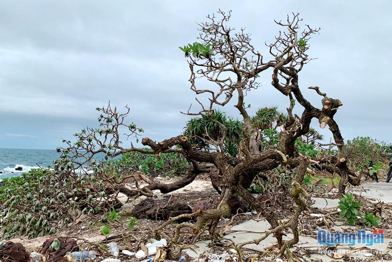 Cây phong ba trên đảo Bé cũng bị gió bão quật ngã