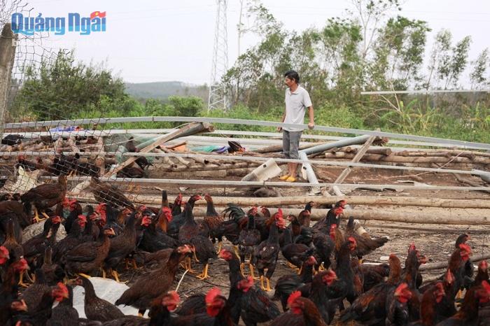 Trại gà nhà ông Minh bị thiệt hại nặng nề.
