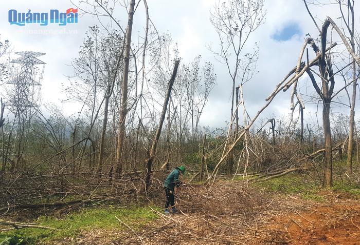 Bão số 9 vừa qua đã làm ngã đổ hoàn toàn diện tích trồng cây cao su ở huyện Bình Sơn.