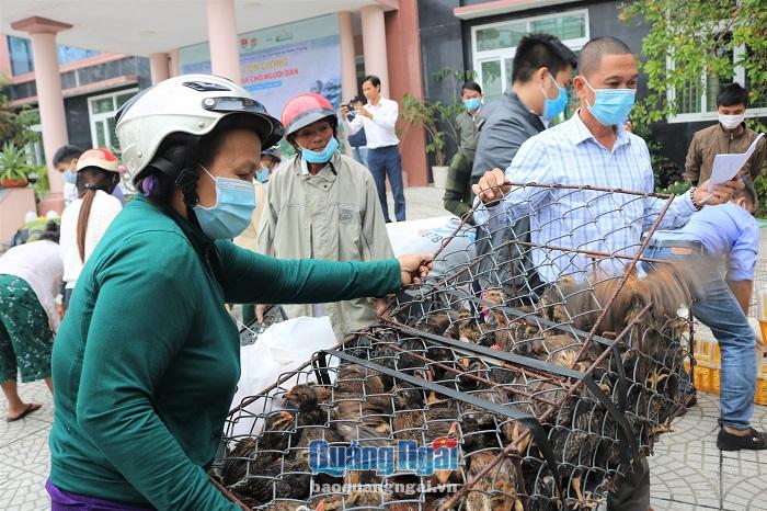 Đợt này có 100 hộ nông dân ở thị xã Đức Phổ và huyện Sơn Hà được trao 10 nghìn con gà giống