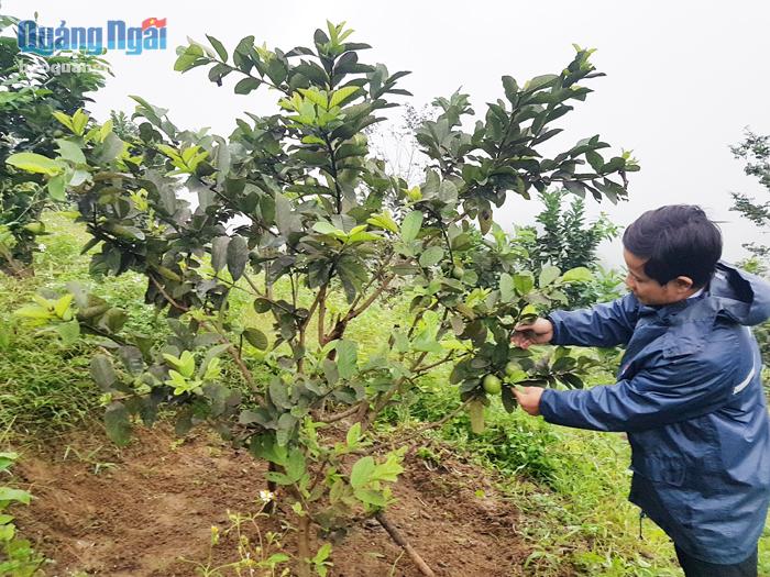 Nhờ nguồn vốn vay của Ngân hàng Chính sách xã hội huyện Sơn Tây, nhiều hộ dân ở xã Sơn Liên có điều kiện đầu tư trồng cây ăn quả.